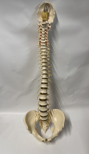 Somso qs21 vertebral column - qs21/1,