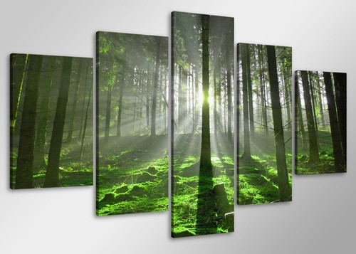 Photos visario 100x50cm - visario, forêt