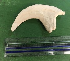 Résine Réplica Allosaurus