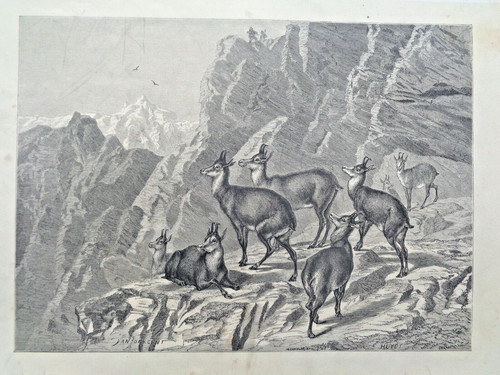 Large antique engraving - large,