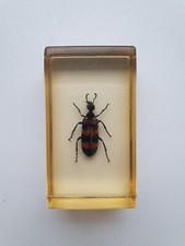 Insecte inclusion résine -