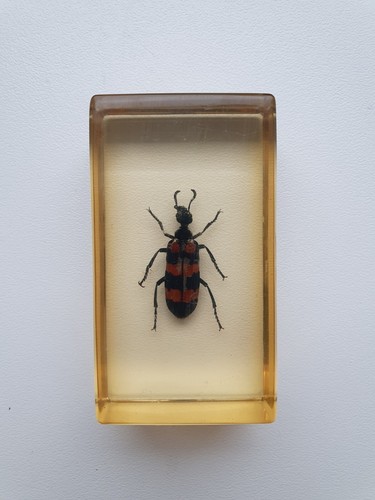 Insecte inclusion résine - ,
