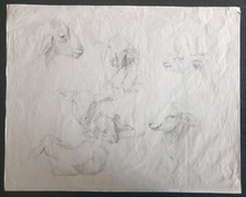 Dessin ancien, étude de têtes de mouton, Brebis, Agneaux.   