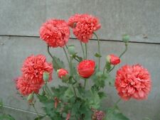 400 Graines de gros COQUELICOTS doubles, pavots de MON JARDIN !