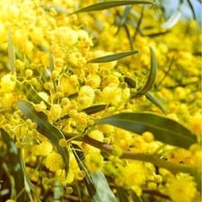 20 graines  de Mimosa Palme d'or