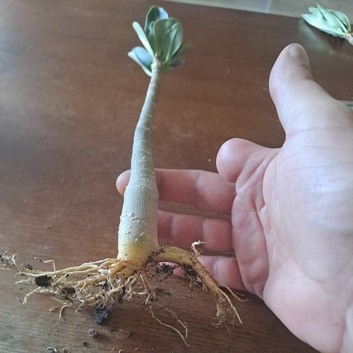 Plant adenium arabicum white - plant,