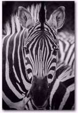 Cadre tableau toile Zèbre -