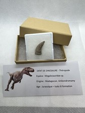 Very Rare Megalosauridae Tooth Dinosaur Dinosaure Dent Fossile Fossile