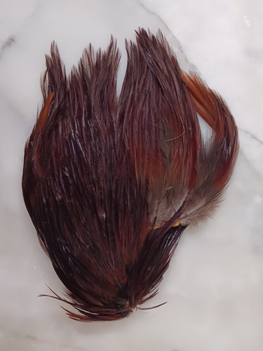Cou coq plume - de, coq,