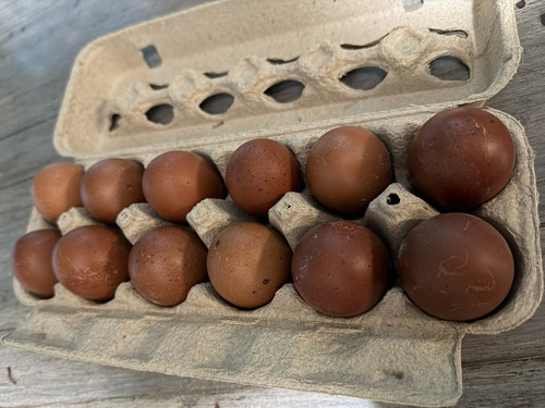 Black copper marans hatching