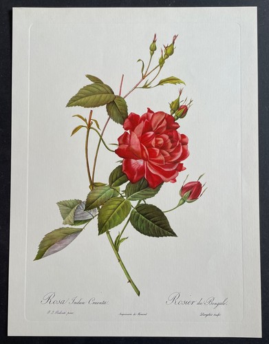 Botanique rosier bengale - rosier,