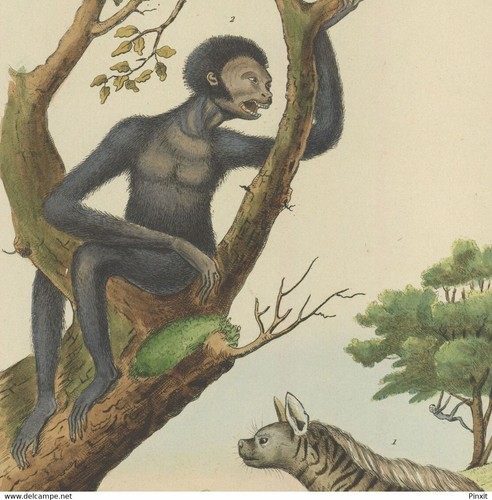 Hyène rayée gibbon kloss - gibbon, de