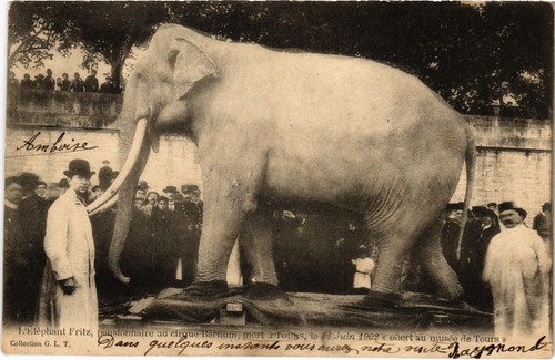 Circus éléphant fritz - l'ÉlÉphant,