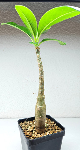 Pachypodium decaryi