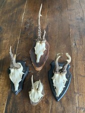 Quatre trophées de chasse