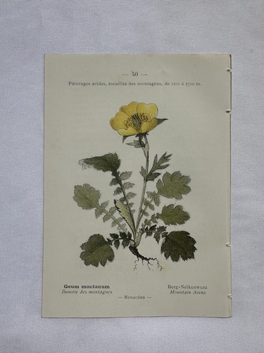 Planche botanique histoire - planche,