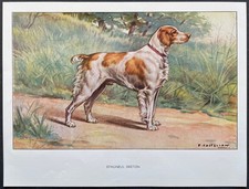 Épagneul breton Reproduction