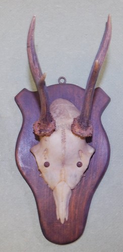 Ancien trophee chasse - trophee,