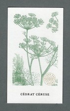 Carte  publicitaire - Cédrat