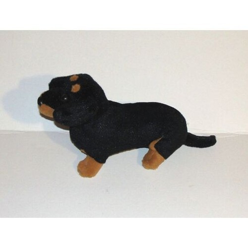 Bébé teckel nain chiot - chiot, chien