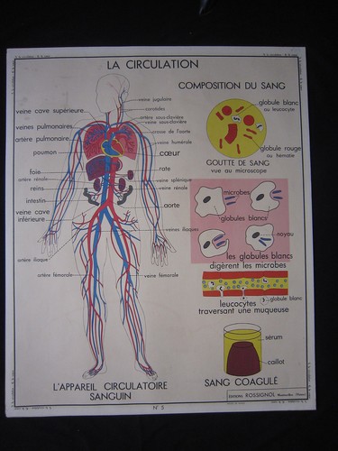 Y053 affiche scolaire - affiche,