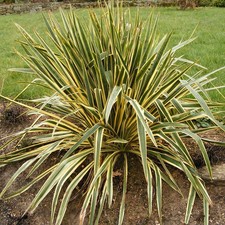 Yucca filamentosa 'Bright
