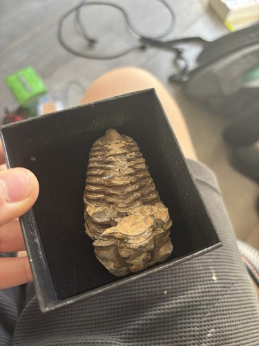 Fossile trilobite - fossile, de