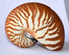 SEA SHELL - COQUILLAGES -