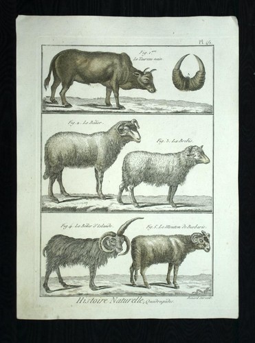 Taureau belier mouton - le, et