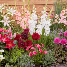 Mélange de bulbes de fleurs