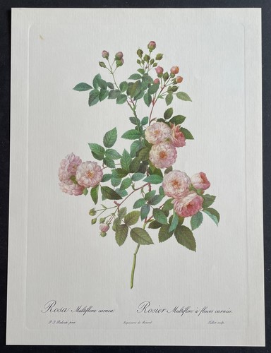 Botanique rosier multiflore - botanique,