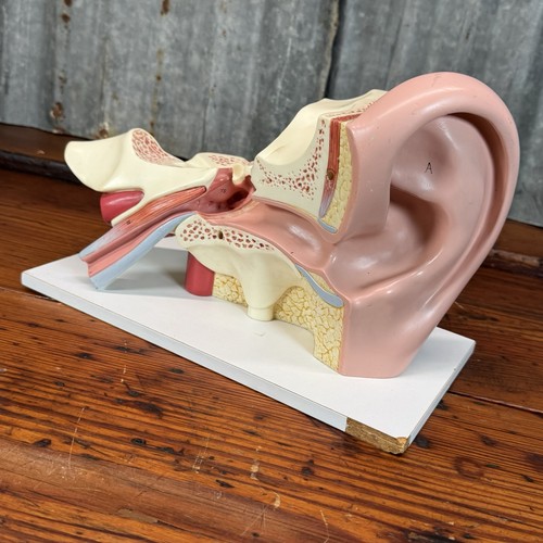 Vintage somso ear canal - vintage,
