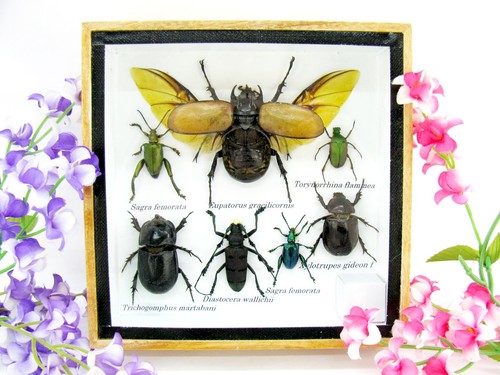 Insectes exotiques réel - 3d,