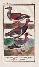 Canard Siffleur Ente Duck Vogel Bird Oiseau Vögel Birds Kupferstich Buffon