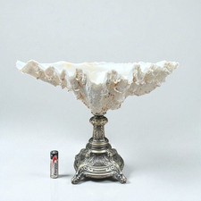 Gros coquillage bénitier