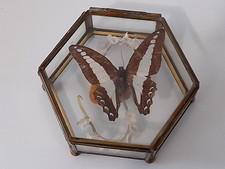 cabinet de curiosité ancienne boite entomologique papillon en boite