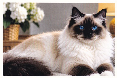 Carte postale chat - postale, sacré