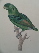 Gravure ancienne Oiseaux