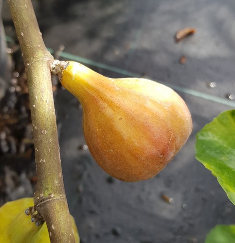 Ficus carica terza figuier - ficus, 'terza'