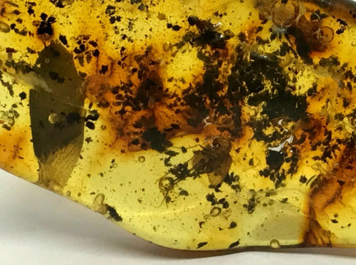 Piece ambre insecte perle - ambre,