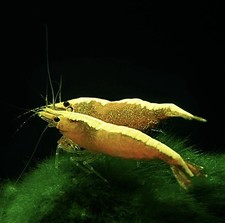 LOT 10+1 CREVETTES YELLOW NEOCARIDINA DAVIDI YELLOW