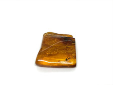 PIECE AMBRE avec insecte