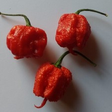 20 graines de piment Carolina Reaper Red Rosso Chili