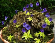 PINGUICULA GRANDIFLORA ENSEMBLE – ENSEMBLE PLANTES CARNIVORES, 10 Ensemble