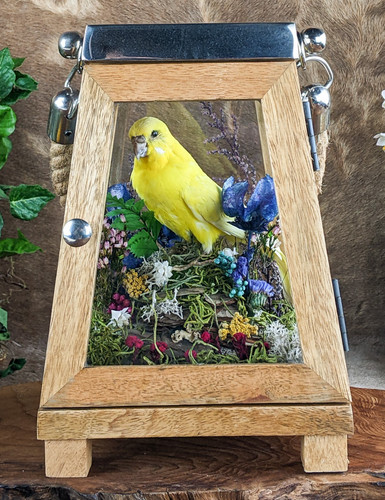 Parakeet victorian antique - parakeet,