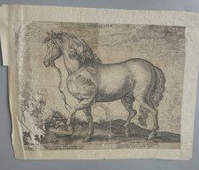 Gravure Ancienne  'CALABER' Hendrick Goltzius ( 1558-1617)  'Cheval de Calabre',
