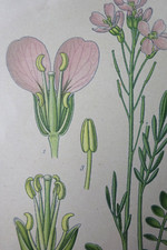 BOTANIQUE Fleur Planche