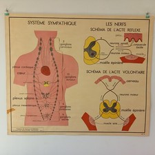 Affiche pédagogique scolaire - affiche,