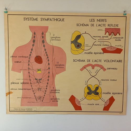 Affiche pédagogique scolaire - pédagogique,,