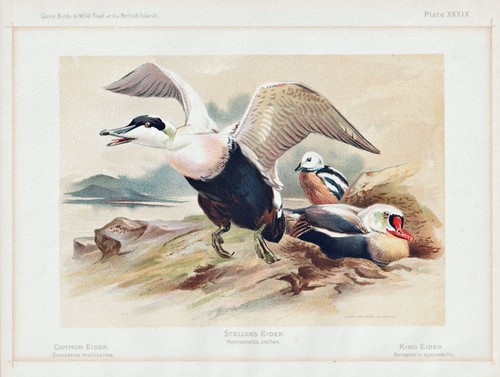 Eiderente eider ente canard - eiderente,